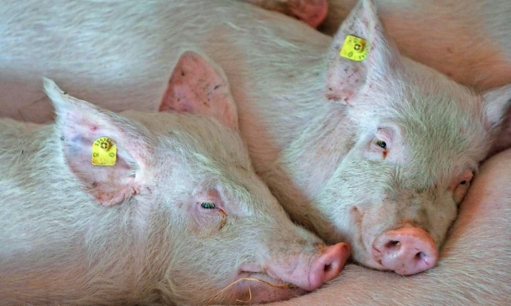 Schweineohren und -füsse für Chinesen | Basler Zeitung